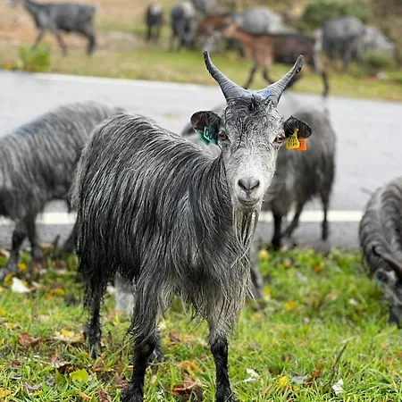 Casa De Xisto Serra Do Acor Dom wakacyjny Arganil